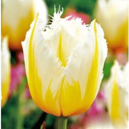 Rojtos szirmú tulipán - Lemon Beauty