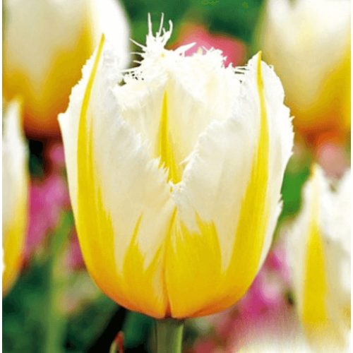 Rojtos szirmú tulipán - Lemon Beauty