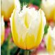 Rojtos szirmú tulipán - Lemon Beauty