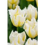 Rojtos szirmú tulipán - Lemon Beauty