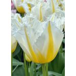 Rojtos szirmú tulipán - Lemon Beauty