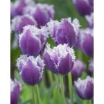 Rojtos szirmú tulipán - Cummins