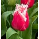 Rojtos szirmú tulipán -  New Santa