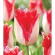 Rojtos szirmú tulipán Sweet Paradise