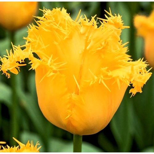 Rojtos szirmú tulipán - Yellow Valery