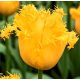 Rojtos szirmú tulipán - Yellow Valery