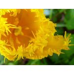 Rojtos szirmú tulipán - Yellow Valery