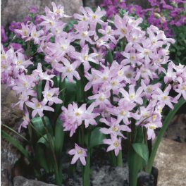 Rózsaszín hófény - Chionodoxa Pink Giant
