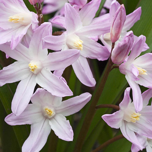 Rózsaszín hófény - Chionodoxa Pink Giant