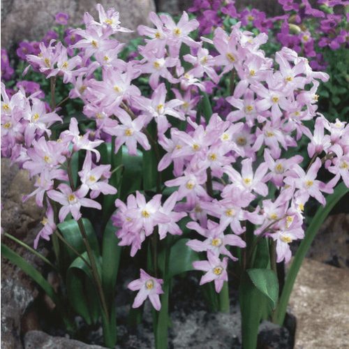 Rózsaszín hófény - Chionodoxa Pink Giant