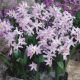 Rózsaszín hófény - Chionodoxa Pink Giant
