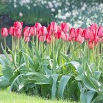 Rózsaszín óriás tulipán - Jumbo Pink