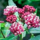 Rózsaszín selyemkóró - Asclepias incarnata Soulmate