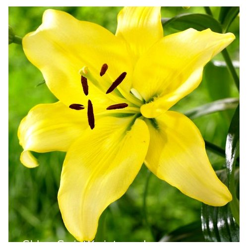Yellow Power - Sárga ázsiai liliom 
