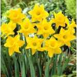 Nárcisz Delnashaugh