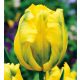 Papagájtulipán - sárga - Texas Gold
