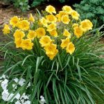 Sárga sásliliom - Stella d'Oro