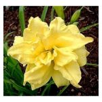 Sásliliom - Double River Wye - illatos