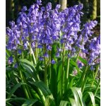 Spanyol kékcsengő - Hyacinthoides hispanica