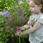 Díszhagyma - Spider