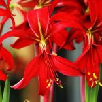 Sprekelia - Jakabliliom - Azték liliom