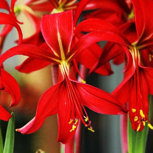 Sprekelia - Jakabliliom - Azték liliom