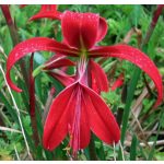 Sprekelia - Jakabliliom - Azték liliom