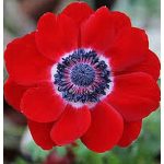 Piros szellőrózsa, közepén fehér mintáva, sötét pozókkal. Különleges szellőrózsa vásárlása a KicsiKert.hu webáruháztól.