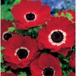 Piros szellőrózsa, közepén fehér mintáva, sötét pozókkal. Különleges szellőrózsa vásárlása a KicsiKert.hu webáruháztól.