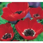 Piros szellőrózsa, közepén fehér mintáva, sötét pozókkal. Különleges szellőrózsa vásárlása a KicsiKert.hu webáruháztól.