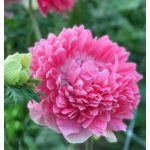 Olasz szellőrózsa Levante® Rosa