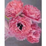 Olasz szellőrózsa Levante® Rosa