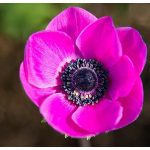 Koronás szellőrózsa - Sylphide