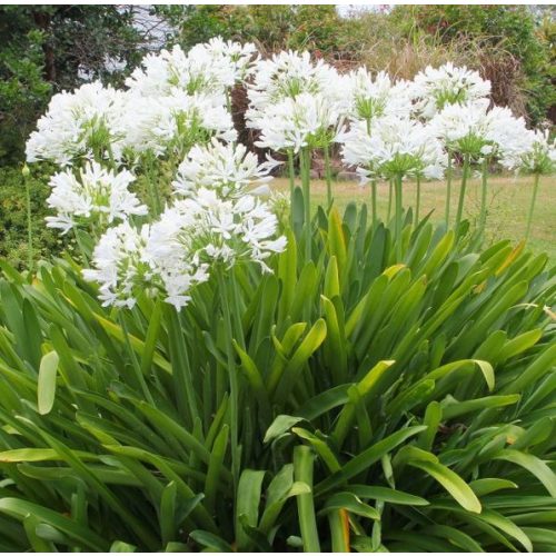 Fehér szerelemvirág - Agapanthus
