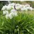 Fehér szerelemvirág - Agapanthus