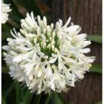 Fehér szerelemvirág - Agapanthus