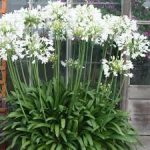 Fehér szerelemvirág - Agapanthus