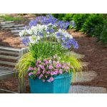 Fehér szerelemvirág - Agapanthus