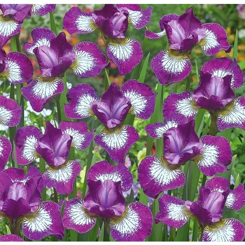 Szibériai írisz - Iris siberica Currier
