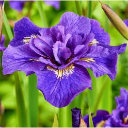 Szibériai írisz - Iris siberica Double Standards