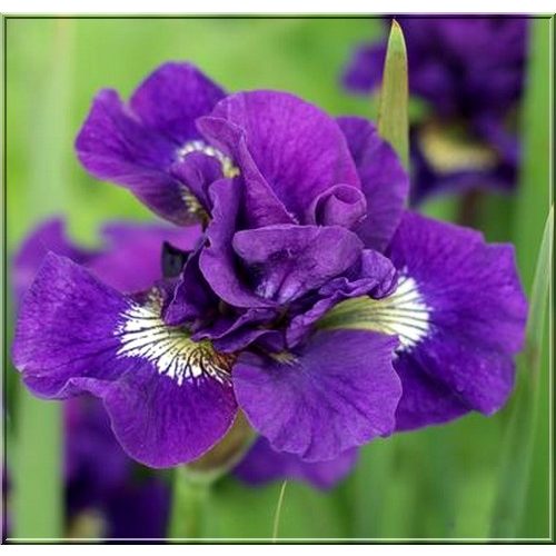 Szibériai írisz - Iris siberica Kaboom