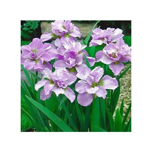 Szibériai írisz - Iris siberica Kita no Seiza