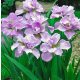 Szibériai írisz - Iris siberica Kita no Seiza