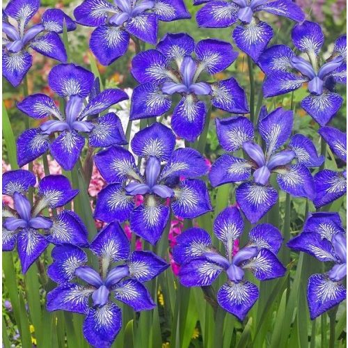 Szibériai írisz - Iris siberica See Stars