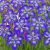 Szibériai írisz - Iris siberica See Stars