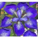 Szibériai írisz - Iris siberica See Stars