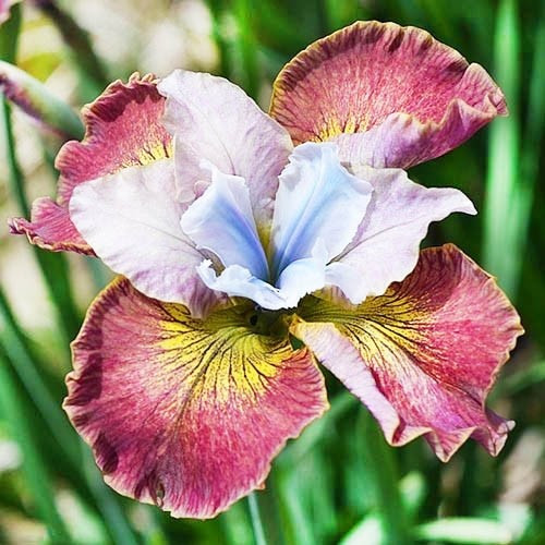 Szibériai írisz - Iris siberica Sugar Rush