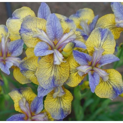 Szibériai írisz - Iris siberica Tipped in Blue