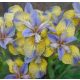 Szibériai írisz - Iris siberica Tipped in Blue