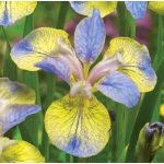 Szibériai írisz - Iris siberica Tipped in Blue